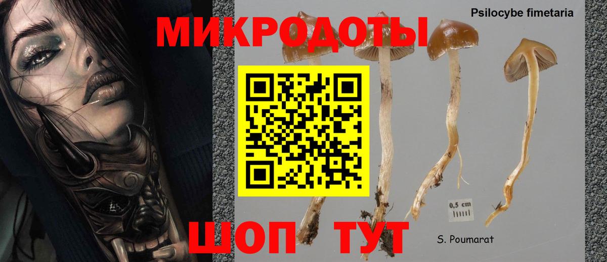Галлюциногенные грибы Psilocybe Торжок